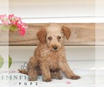Small #2 Poodle (Miniature)