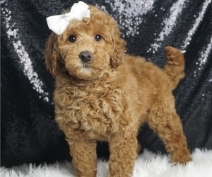 Goldendoodle (Miniature) Puppy for Sale in WARSAW, Indiana USA