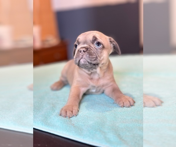 Medium Photo #1 French Bulldog Puppy For Sale in PORTSMOUTH, RI, USA
