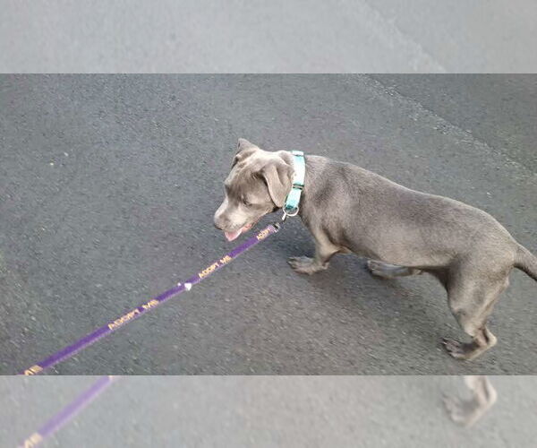 Medium Photo #30 American Pit Bull Terrier-Unknown Mix Puppy For Sale in Sebec, ME, USA