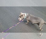 Small #29 American Pit Bull Terrier Mix