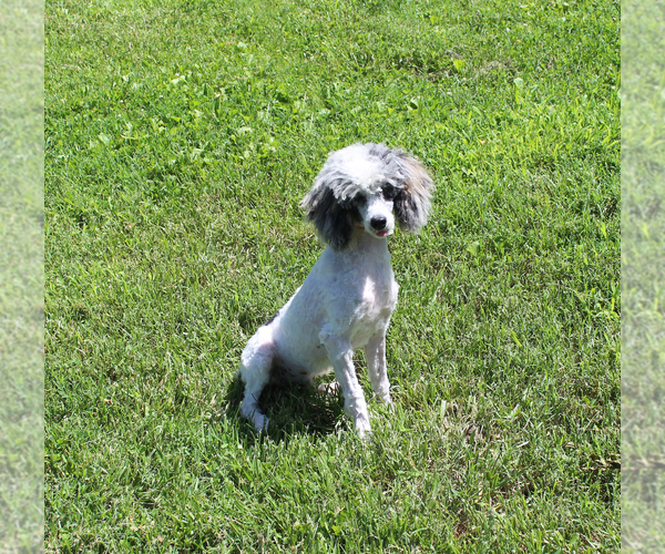 Medium Photo #22 Poodle (Toy) Puppy For Sale in CHANUTE, KS, USA