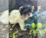Small #1 Biewer Terrier