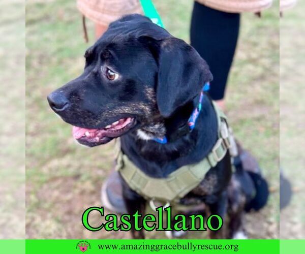 Medium Photo #5 Rottweiler-American Pit Bull Terrier Puppy For Sale in Pensacola, FL, USA