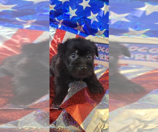 Medium Photo #107 Yorkshire Terrier Puppy For Sale in AKRON, OH, USA