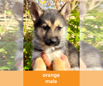 Puppy Orange German Shepherd Dog-Siberian Husky Mix