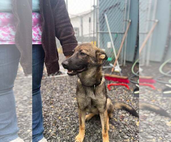 Medium Photo #1 German Shepherd Dog Puppy For Sale in Hinton, WV, USA