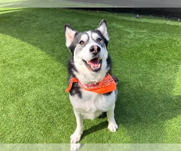 Medium Photo #4 Siberian Husky Puppy For Sale in Orange, CA, USA