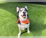 Small #3 Siberian Husky