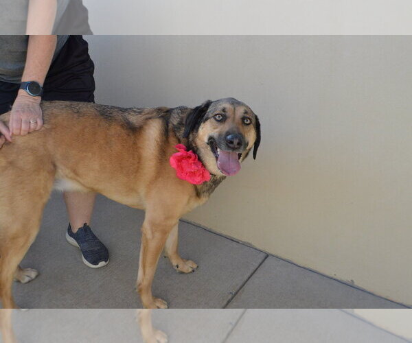 Medium Photo #2 Mutt Puppy For Sale in McKinney, TX, USA