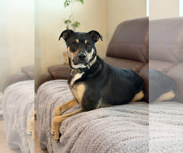 Medium Photo #9 Mutt Puppy For Sale in Sandy, UT, USA