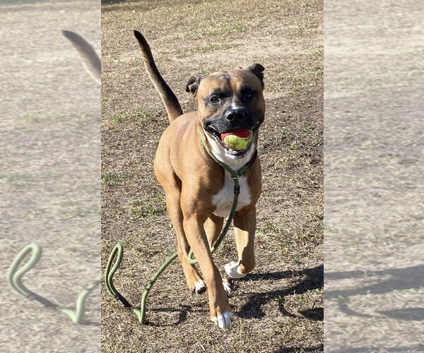 Medium Photo #8 Mutt Puppy For Sale in Virginia Beach, VA, USA