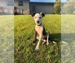 Small #2 Border Collie Mix