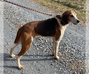 Alexander:  Not At the Shelter (Wendy) - Male Mutt Dog for Adoption - Photo #2