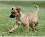 Small #3 Australian Shepherd Mix