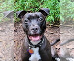 Small Photo #9 American Staffordshire Terrier-Unknown Mix Puppy For Sale in Ellijay, GA, USA