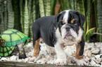 Small Photo #10 Bulldog Puppy For Sale in CUTLER BAY, FL, USA