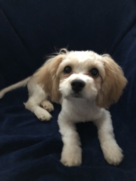 Medium Photo #6 Cavachon Puppy For Sale in CHICAGO, IL, USA