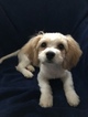 Small Photo #6 Cavachon Puppy For Sale in CHICAGO, IL, USA