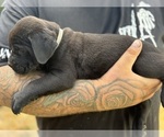 Small #8 Cane Corso-Rottweiler Mix