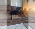 Small Photo #22 Rottweiler Puppy For Sale in PONTE VEDRA, FL, USA