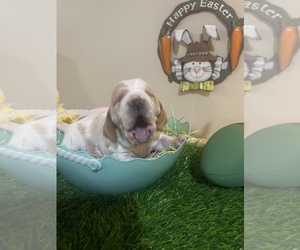 Basset Hound Puppy for sale in BAXTER, KY, USA