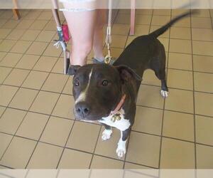 American Pit Bull Terrier Dogs for adoption in Ocala, FL, USA