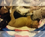 Small Photo #75 Great Dane Puppy For Sale in HOWARD CITY, MI, USA