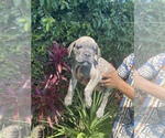 Small Photo #6 Cane Corso Puppy For Sale in NORTHRIDGE, CA, USA