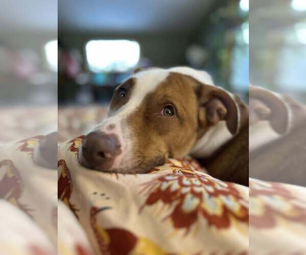 Medium Photo #15 American Pit Bull Terrier-Unknown Mix Puppy For Sale in New York, NY, USA