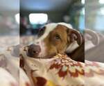 Small #14 American Pit Bull Terrier Mix