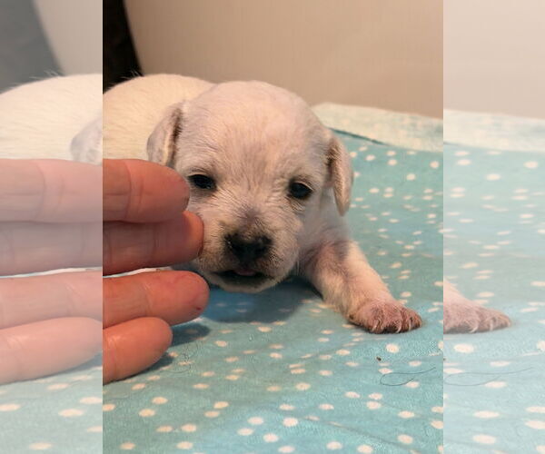 Medium Photo #9 Chihuahua-Unknown Mix Puppy For Sale in Pacolet, SC, USA