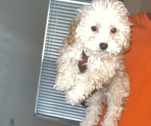 Poodle (Toy) Puppy for sale in SAINT LOUIS, MO, USA