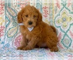 Small Photo #4 Double Doodle Puppy For Sale in LANCASTER, PA, USA
