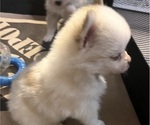Small Photo #17 Pomsky Puppy For Sale in GOLDEN VALLEY, AZ, USA