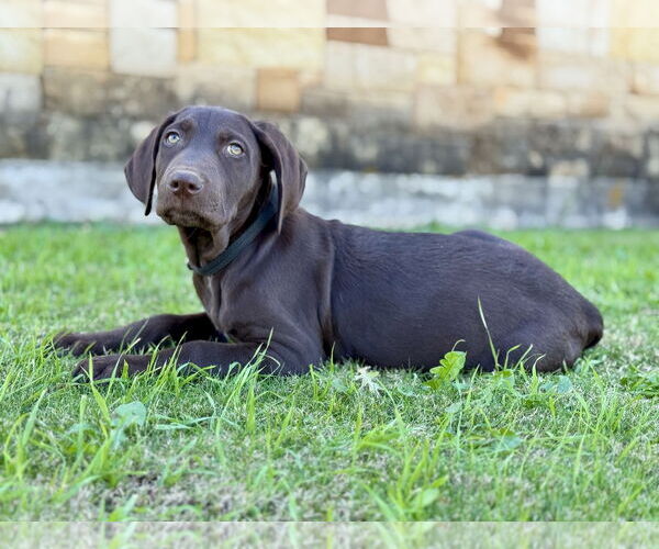 Medium Photo #2 Labradoodle Puppy For Sale in PIPE CREEK, TX, USA