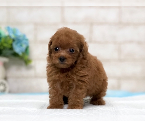 Medium Photo #8 Poodle (Miniature) Puppy For Sale in LOS ANGELES, CA, USA