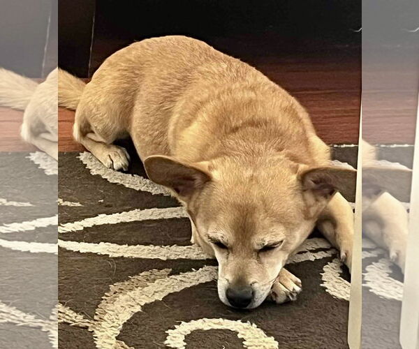 Medium Photo #9 Chihuahua-Unknown Mix Puppy For Sale in Mount Laurel, NJ, USA