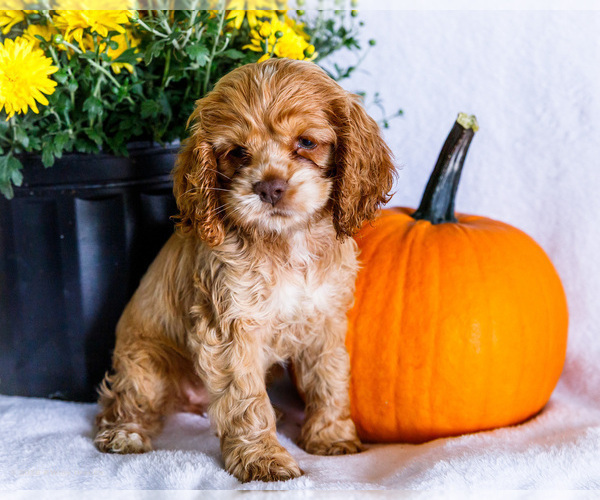 Medium Photo #4 Cocker Spaniel Puppy For Sale in WAKARUSA, IN, USA