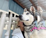 Small #3 Siberian Husky