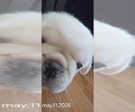 Small #7 Pug