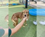 Small #1 Labrador Retriever