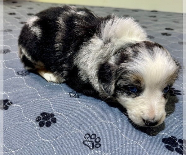 Medium Photo #67 Miniature Australian Shepherd Puppy For Sale in SALISBURY, NC, USA