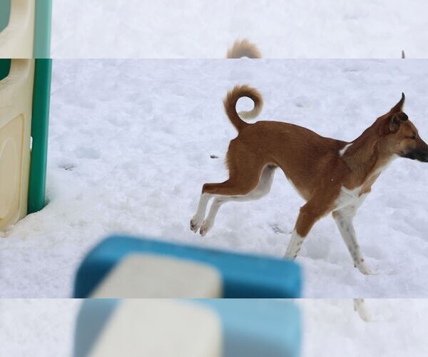 Medium Photo #21 Saluki-Whippet Mix Puppy For Sale in Sebec, ME, USA