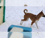 Small #20 Saluki-Whippet Mix