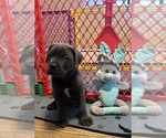 Puppy Juniper Cane Corso