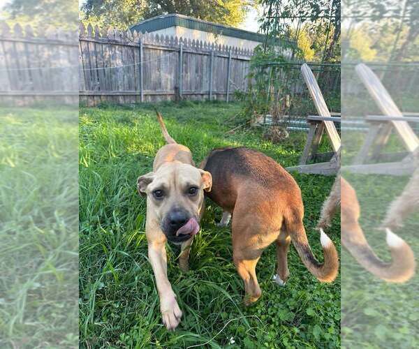 Medium Photo #3 Mutt Puppy For Sale in Abbeville, LA, USA