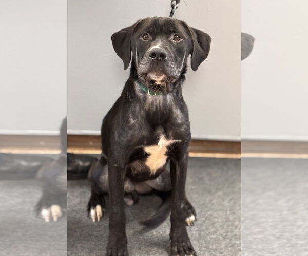 Medium Photo #1 Labrador Retriever-Unknown Mix Puppy For Sale in Batavia, NY, USA