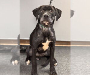 Labrador Retriever-Unknown Mix Dogs for adoption in Batavia, NY, USA