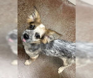 Mutt Dogs for adoption in Salinas, CA, USA